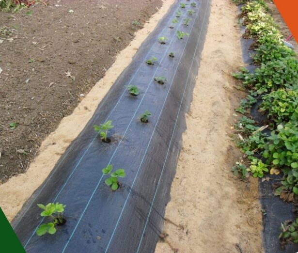 Design sans titre (22)