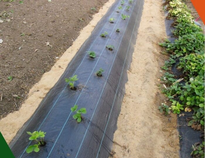 Design sans titre (22)