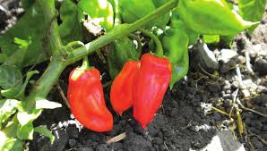 Piment bombardier